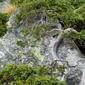 Juniperus communis subsp alpina L.