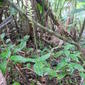 Microchilus plantagineus (L.) D.Dietr.
