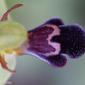 Moscardo-maior (Ophrys omegaifera subsp. dyris)